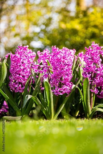 Beautiful hyacinth flowers in the park