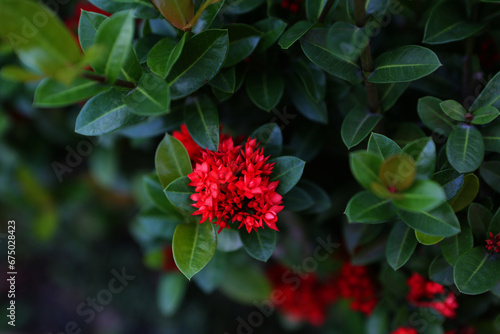 Red flowers: symbol of love and passion, adding vibrant beauty to any occasion.