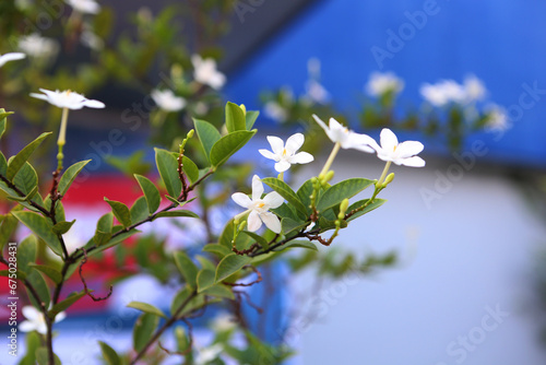 White flowers symbolize purity, elegance, and simplicity, adding a touch of serenity and grace to any occasion.