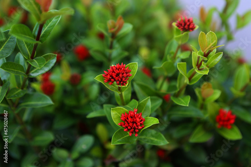 Red flowers  symbol of love and passion  adding vibrant beauty to any occasion.