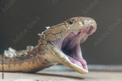 A King Cobra with open mouth adjusts its jaw after shedding its skin. A few flakes of shed skin still cling to the snake’s body.