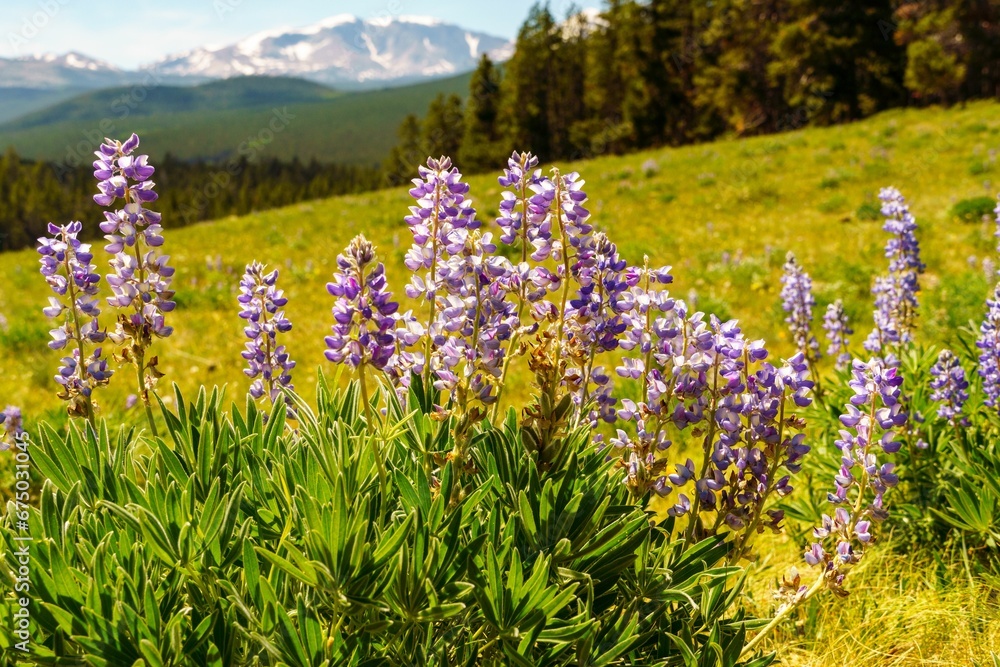 a mountain meadow full of purple flowers with a snow - capped mountain in the background a mountain meadow full of purple flowers with a snow - capped mountain in the background