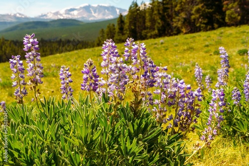 a mountain meadow full of purple flowers with a snow - capped mountain in the background