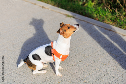 Cute Jack Russell Terrier dog asking for food while walking in the city. Pet portrait with selective focus