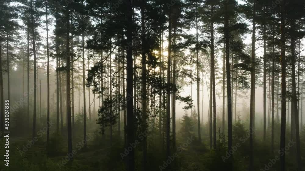 Flying in front of misty woods at sunrise. Rays of rising sun breaking through trees - Aerial Flying in front of misty woods at sunrise. Rays of rising sun breaking through trees - Aerial