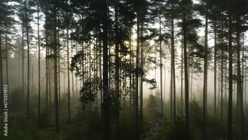 Flying in front of misty woods at sunrise. Rays of rising sun breaking through trees - Aerial