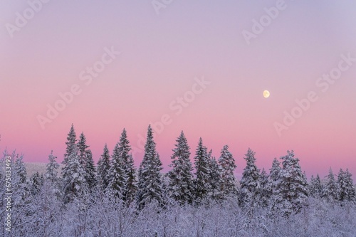 Breathtaking winter landscape featuring an array of snow-covered trees