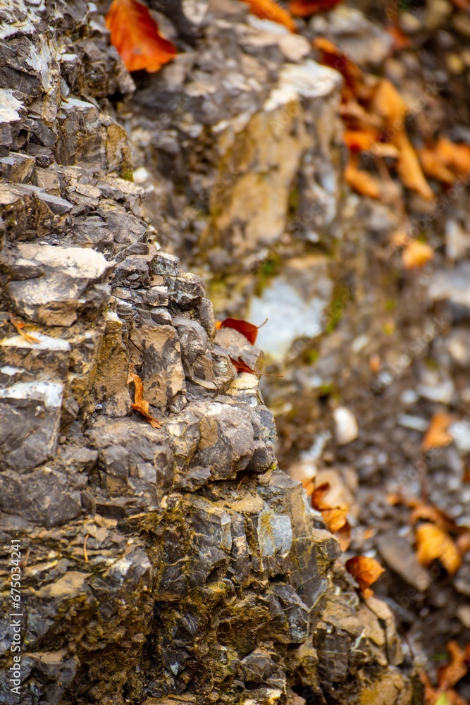 leaves lay on the rock surface, with the rock wall behind them leaves lay on the rock surface, with the rock wall behind them