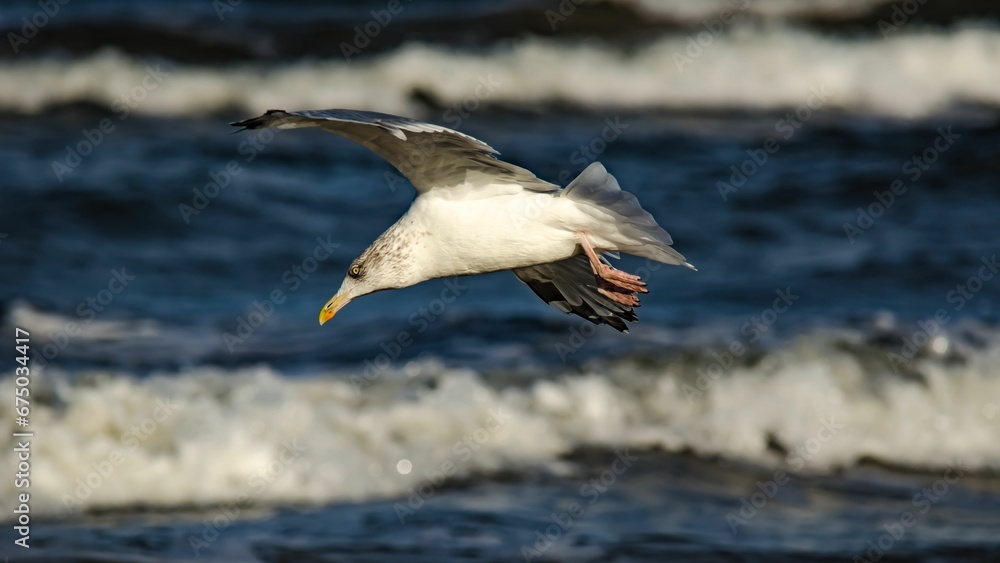 Fototapeta premium a large white bird flying over a ocean with a small wave