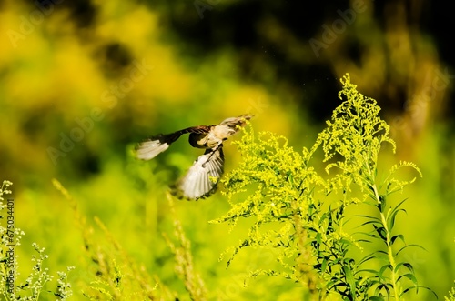 there is a bird flying over a field with green plants © Wirestock