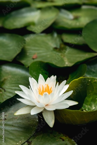 an image of a white flower surrounded by lily pads and leaves