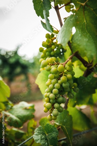 a bunch of grapes are hanging from a vine tree in the vineyard