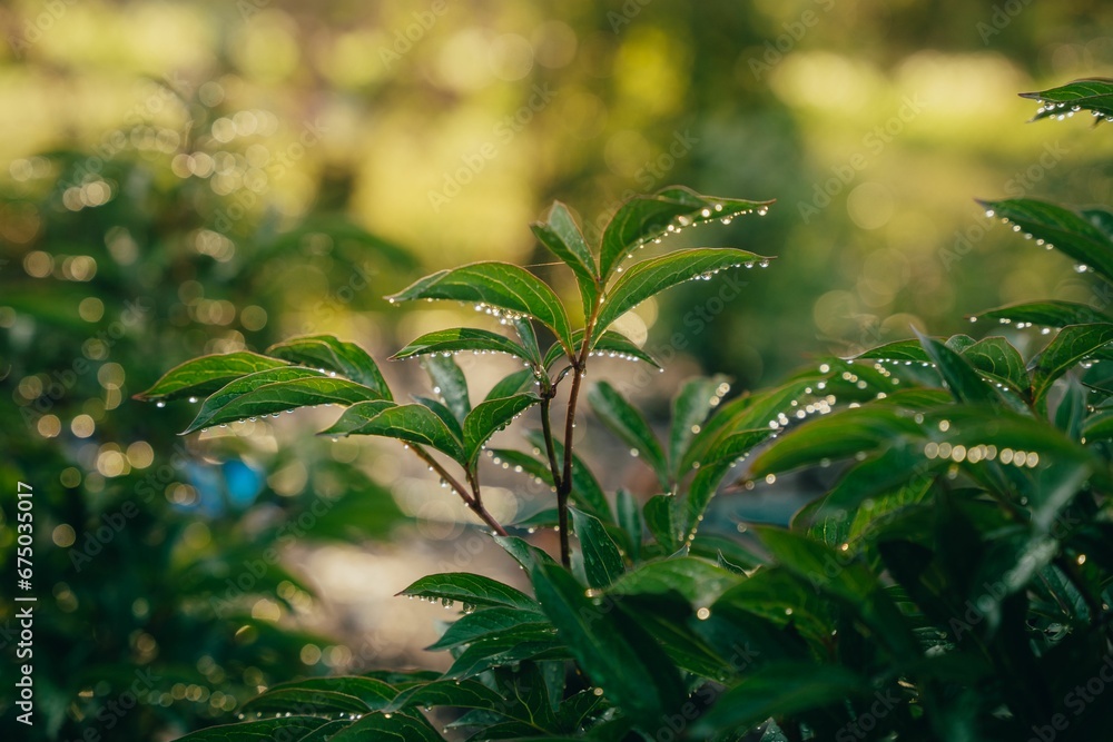 Obraz premium Leafy shrub with fresh dew droplets glistening off of its foliage