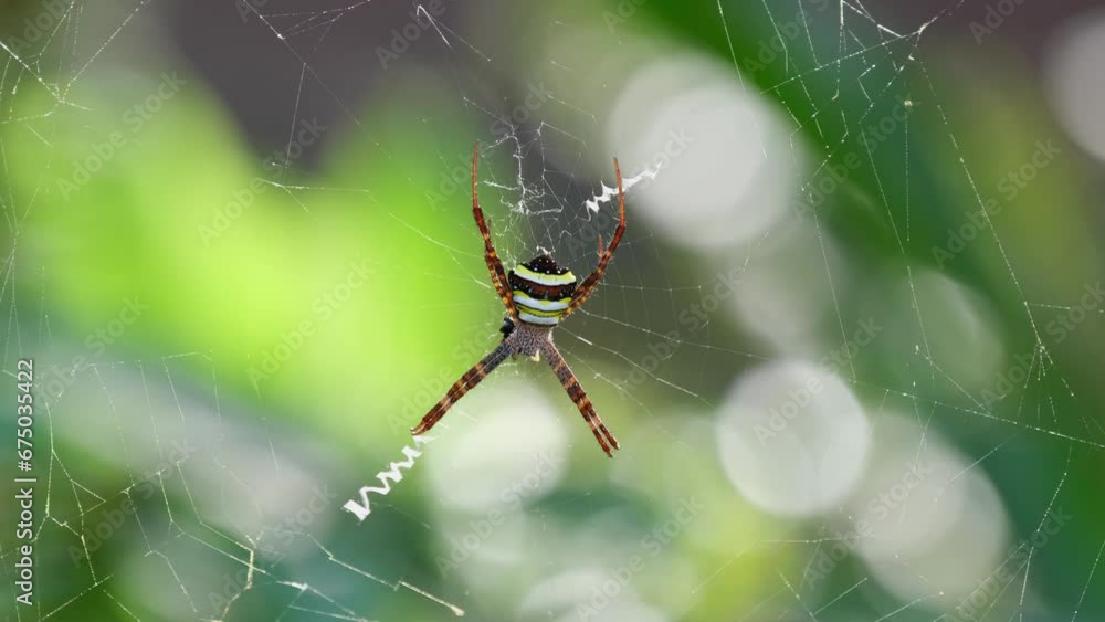 Wind in the forest moves this spiderweb with an individual in the middle, Argiope keyserlingi Orb-web Spider, Thailand Wind in the forest moves this spiderweb with an individual in the middle, Argiope keyserlingi Orb-web Spider, Thailand