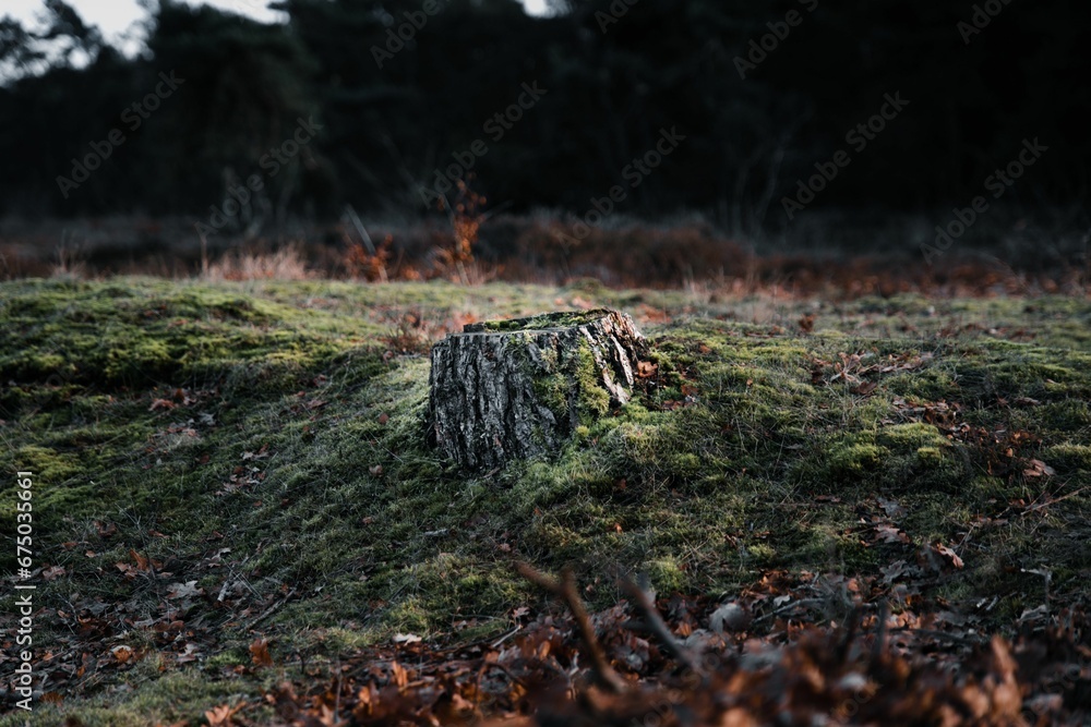 Obraz premium the moss is growing on the ground with the forest in the background