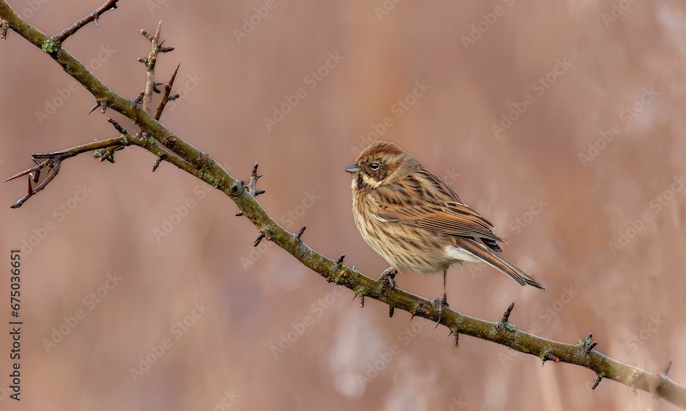 Female Reed Bunting on a branch Female Reed Bunting on a branch