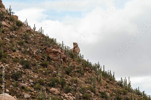 Scenic view of cactus plants growing on rocky terrain with mountains in the background.