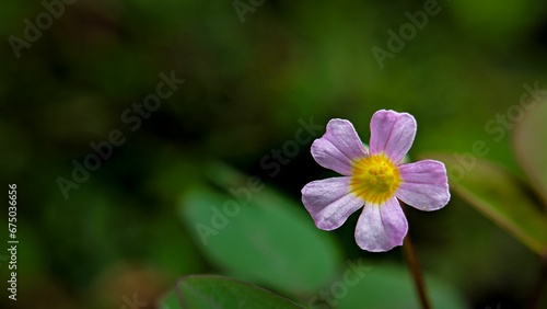 a single purple flower in the midst of green foliages