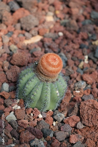 Closeup of a cactus plant in rocks and gravel