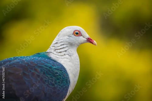 White-headed Pigeon is in the foreground, standing in front of a lush green background © Wirestock
