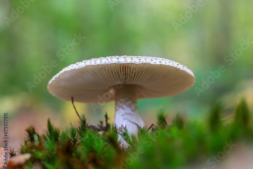 Vibrant Death cap mushroom stands out against a backdrop of lush greenery in a tranquil forest