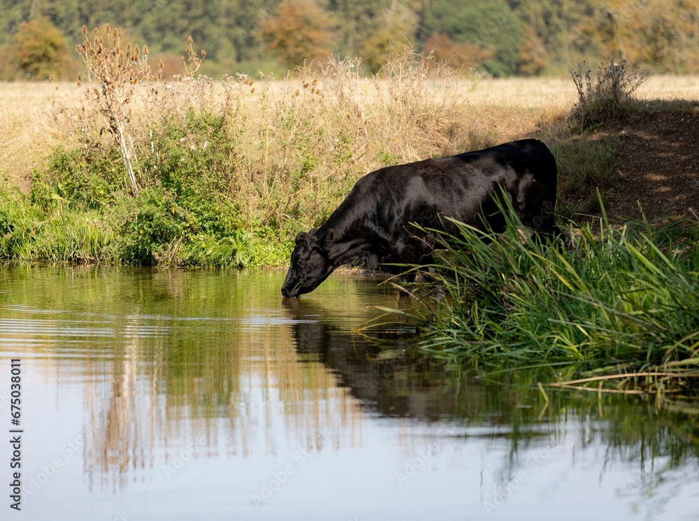 Cow leisurely grazing in a lush, green field in front of a tranquil pond Cow leisurely grazing in a lush, green field in front of a tranquil pond