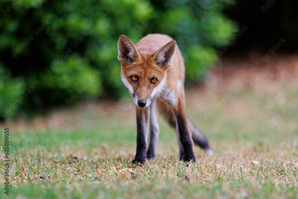 Red fox in a peaceful grassy landscape.