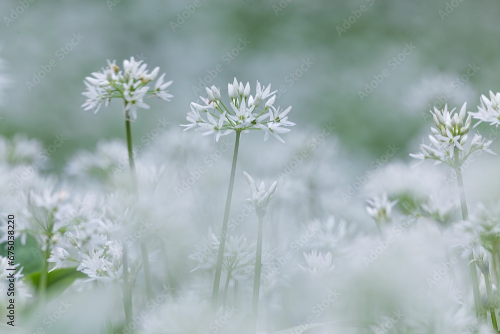 closeup shot of Garlic plants in a lush green setting closeup shot of Garlic plants in a lush green setting