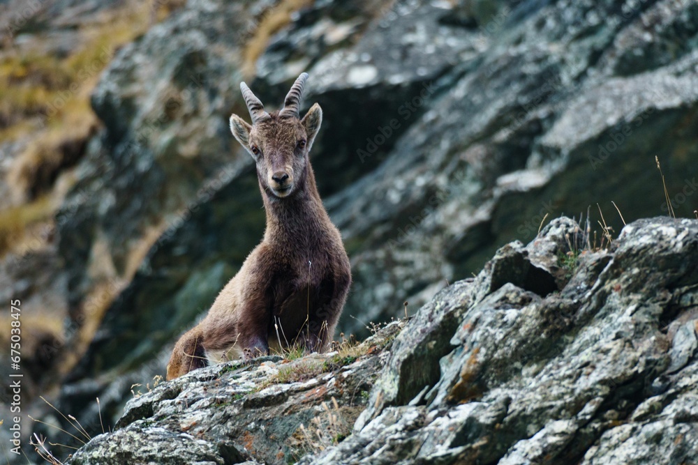 Obraz premium a mountain goat stands on the side of some rocks on a cliff
