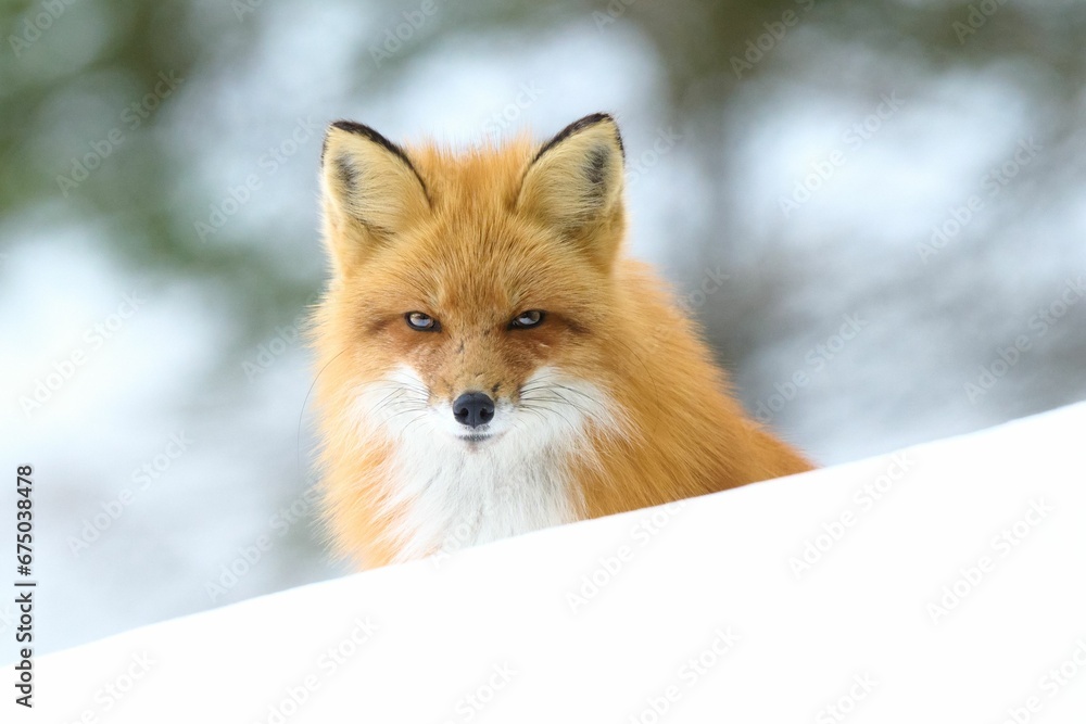 Fototapeta premium Red fox looking directly into the camera with inquisitive eyes