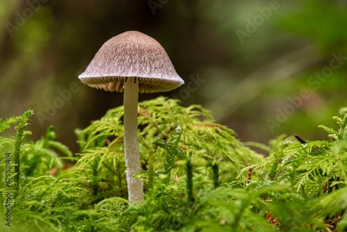Psathyrella mushroom growing among lush, green moss
