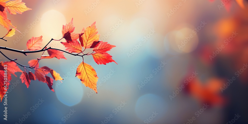 Autumn maple leaves on blurred bokeh background. Beautiful autumnal background