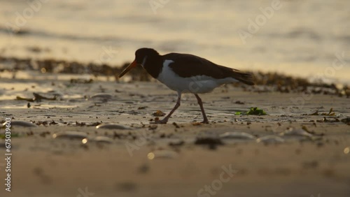 Close up of a Eurasian Oystercatcher in late afternoon walking and probing the sand for food along the beach with gentle waves in the background  photo