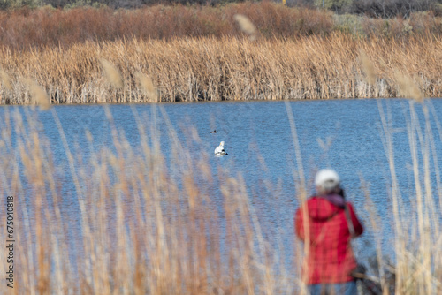 A birdwatcher stands near the edge of a lake, photographing a white pelican that has landed in the water nearby, at Bosque Del Apache National Wildlife Refuge in New Mexico.