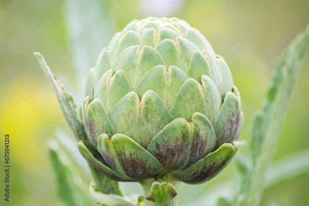 Obraz premium Vibrant artichoke plant growing in a lush garden