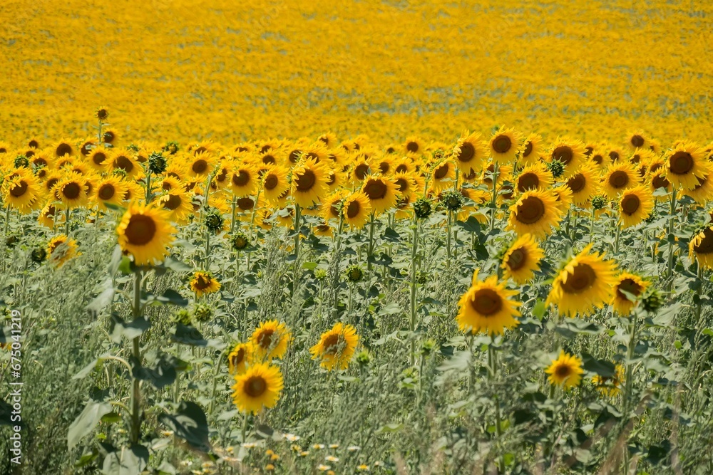Obraz premium some very tall yellow flowers on some plants and grass and some sky