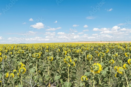 Beautiful summer day featuring bright yellow sunflowers in bloom in the field