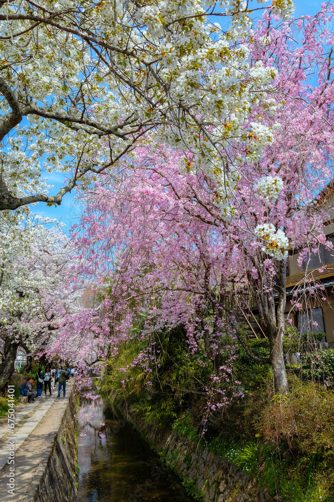 Kyoto, Japan - March 30 2023: The Philosopher's Path is a stone path through the northern part of Kyoto's Higashiyama district. The path follows a canal which is lined by hundreds of cherry trees Kyoto, Japan - March 30 2023: The Philosopher's Path is a stone path through the northern part of Kyoto's Higashiyama district. The path follows a canal which is lined by hundreds of cherry trees