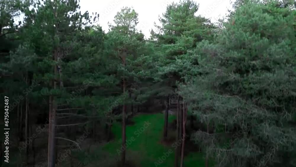 Aerial video of tall pine trees with green leaves in the forest Aerial video of tall pine trees with green leaves in the forest