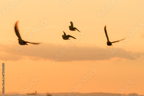                                                                                                                                                                                                                                           2023   10   21              A flock of beautiful White-bellied Green Pigeon fly into the surf from the mountains to ingestion with m