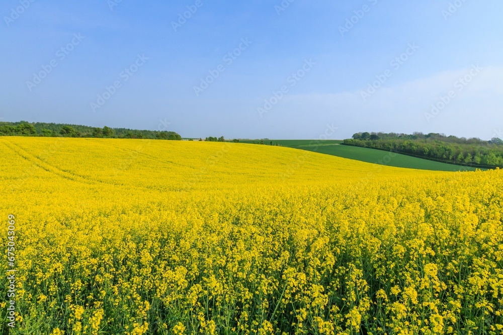 Landscape of hills covered in rapeseed flowers in the countryside