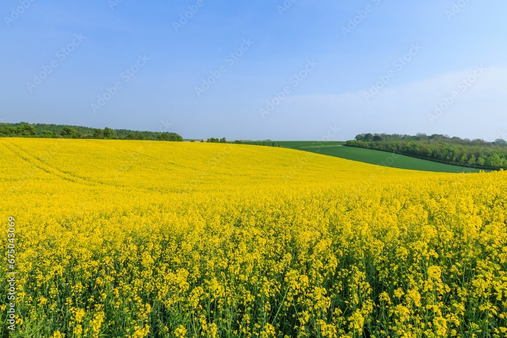 Landscape of hills covered in rapeseed flowers in the countryside Landscape of hills covered in rapeseed flowers in the countryside
