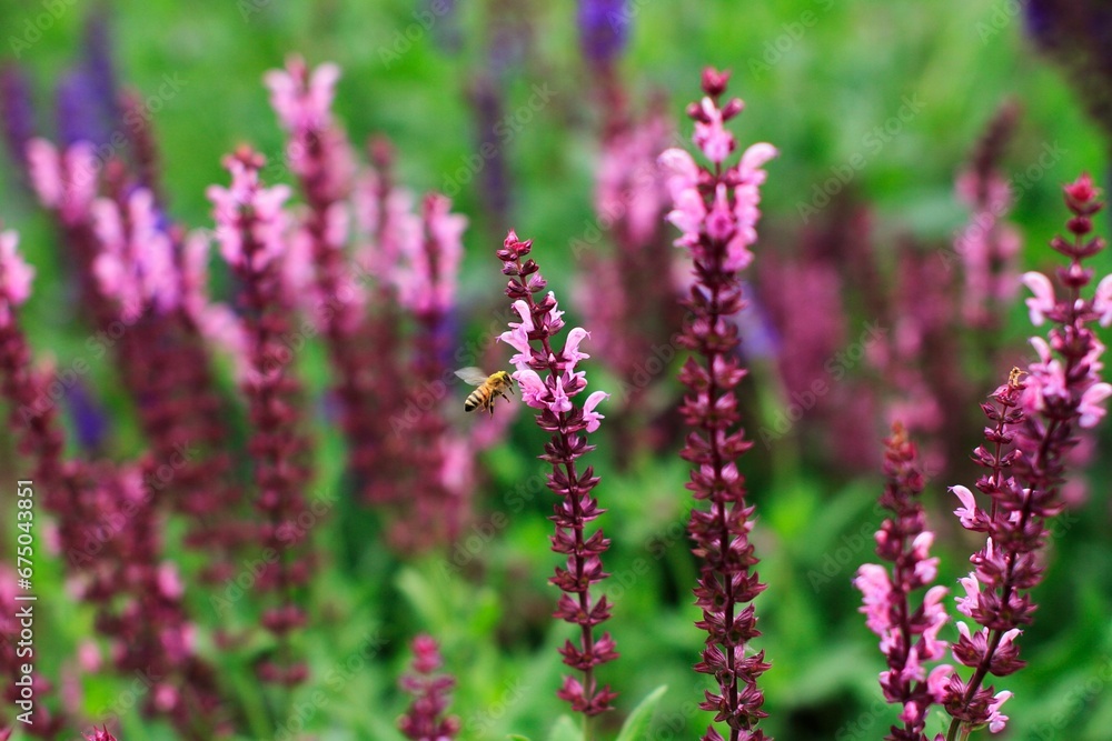 Macro closeup of Woodland sage, showing its delicate purple and green foliage Macro closeup of Woodland sage, showing its delicate purple and green foliage