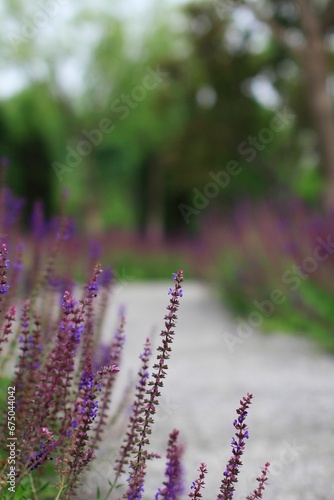 Stunning image of a close-up of a single sprig of purple Woodland sage