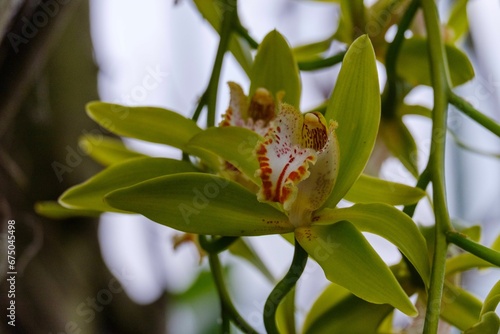 Brightly colored closeup shot of a Cymbidium hookerianum orchid growing in a garden setting