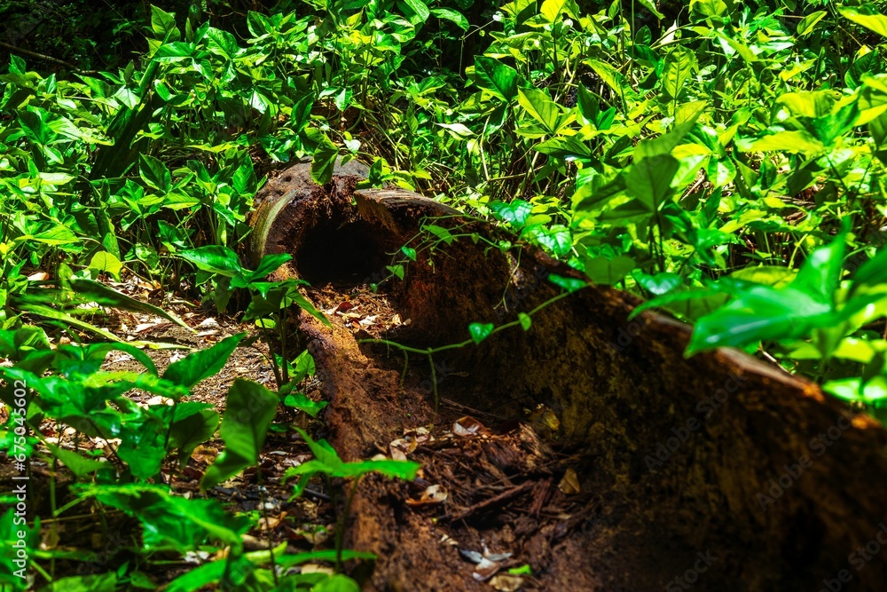 a log on the ground covered in vegetation, and overgrown by plants a log on the ground covered in vegetation, and overgrown by plants
