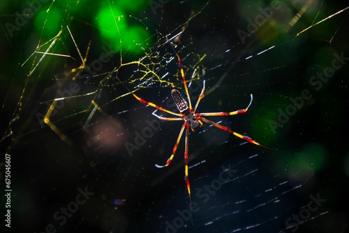 Gasteracantha spider perched on a leaf in soft backlight, surrounded by lush greenery