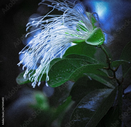 Closeup of a white capparis sandwichiana flower in a dark forest photo