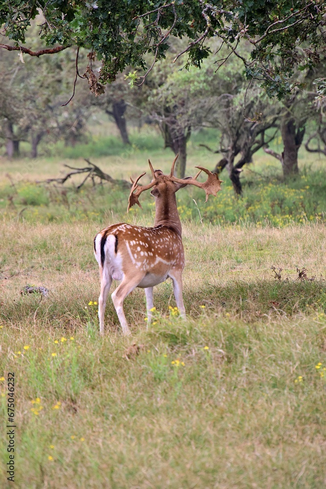 European fallow deer (Dama dama) with impressive antlers in a lush grassy meadow European fallow deer (Dama dama) with impressive antlers in a lush grassy meadow