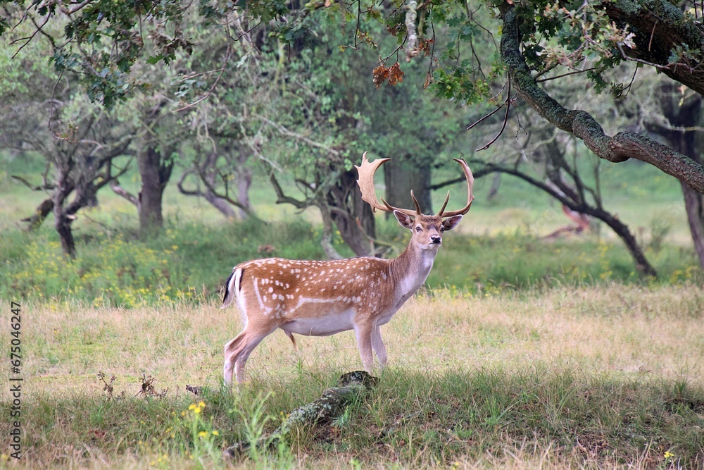 European fallow deer (Dama dama) with impressive antlers in a lush grassy meadow European fallow deer (Dama dama) with impressive antlers in a lush grassy meadow